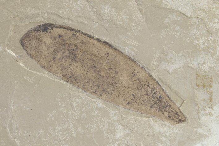 Legume Fossil - Green River Formation, Utah #219771